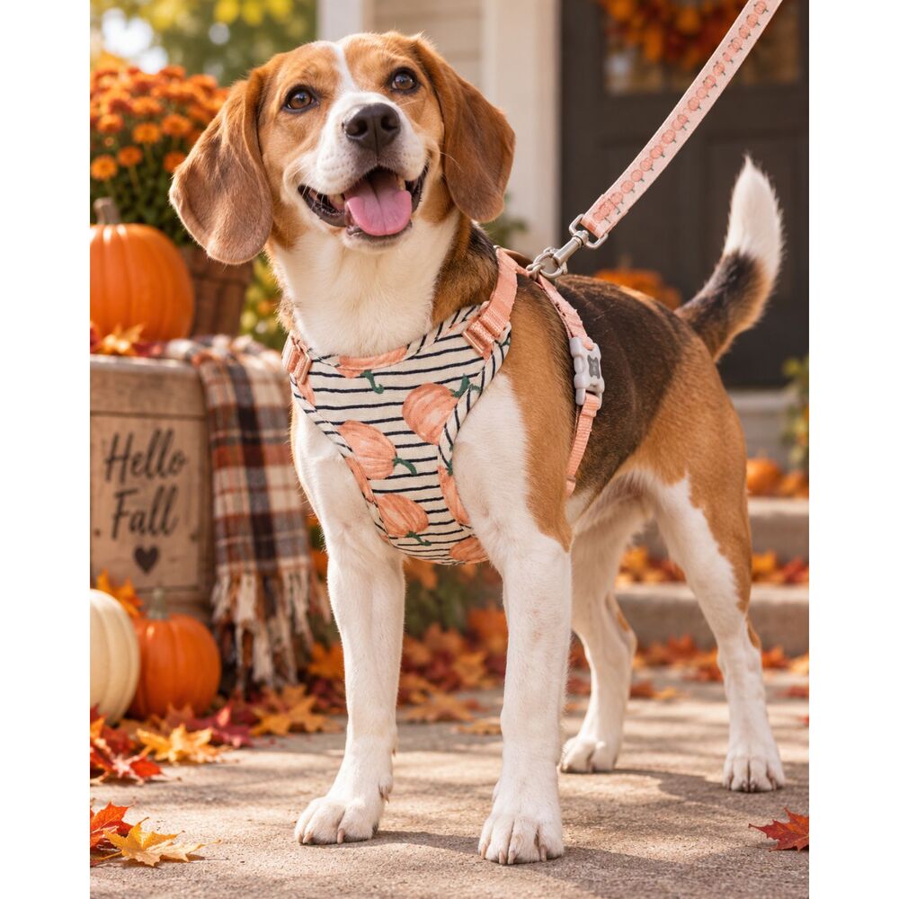 Sydney & Co. Pumpkin Print Dog Harness & Leash Set – Pet Walking Set, Size S/P
